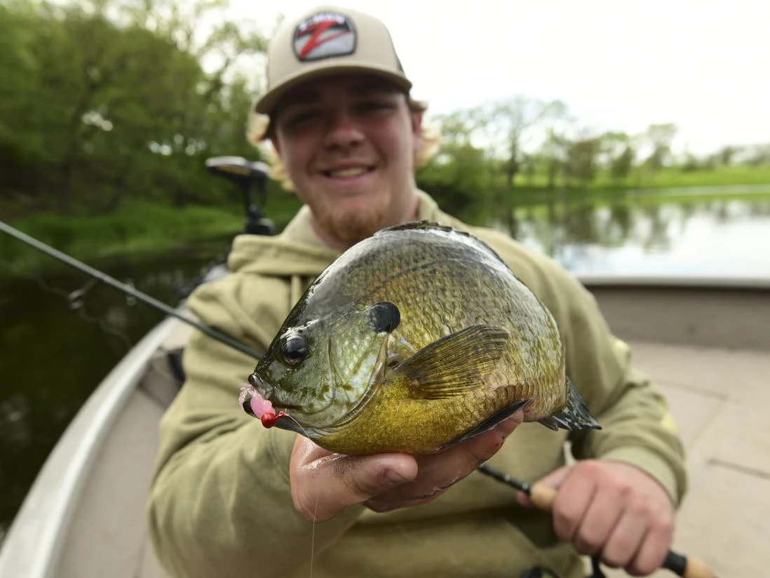 Z-Man Larvaz - Image 6