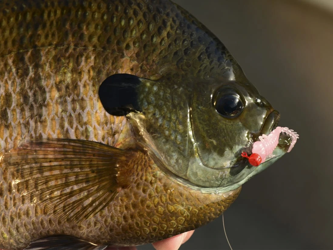 Z-Man Larvaz - Image 7