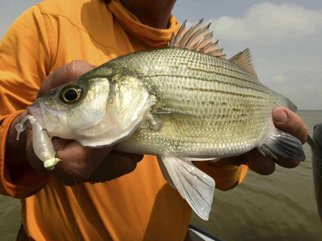 Z-Man Stingerz - Image 6