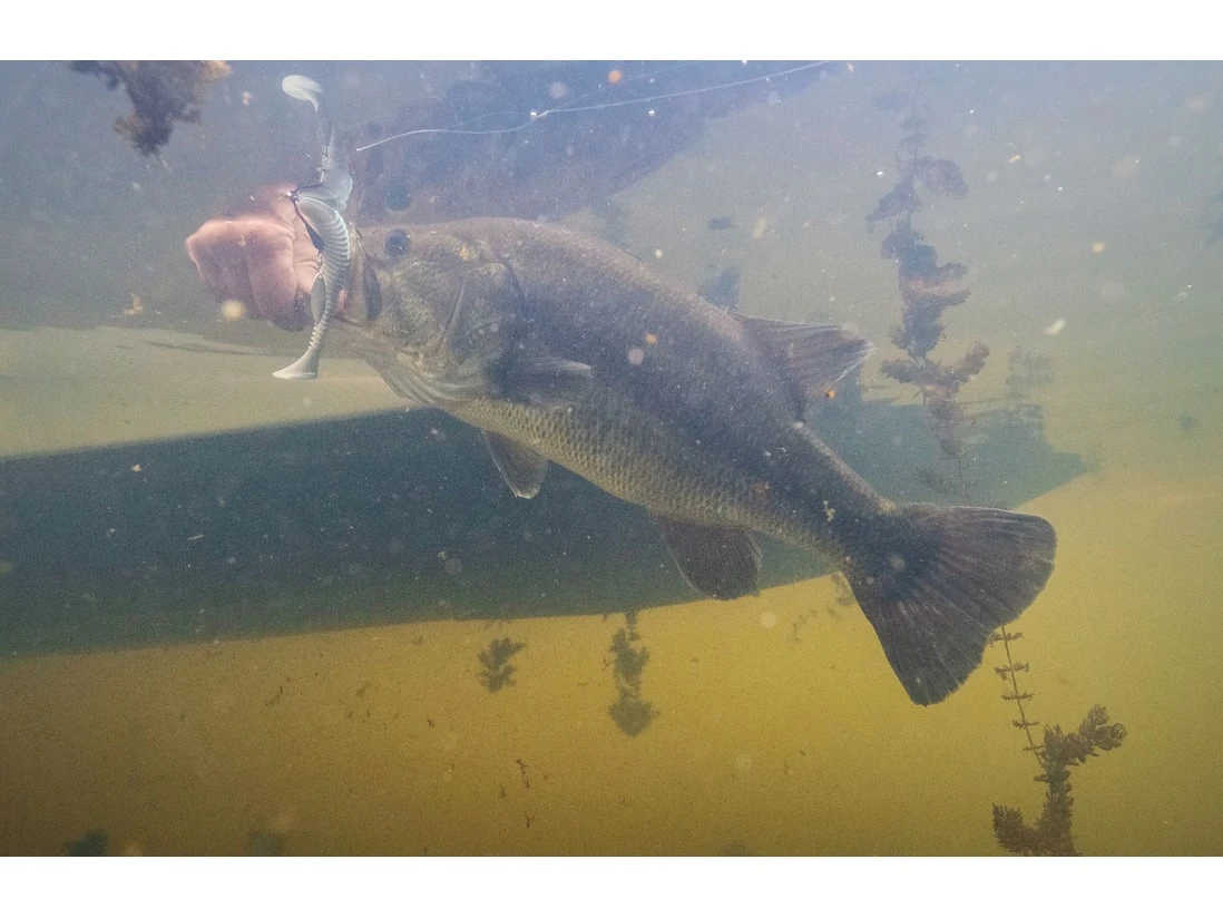 Googan Baits Saucy Swimmer - Image 4